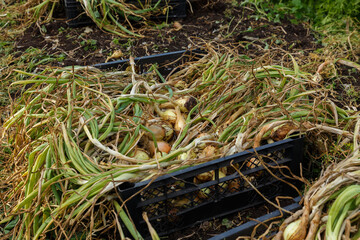 Onions with green leaves laid out for drying in a black plastic container. Harvesting onions.