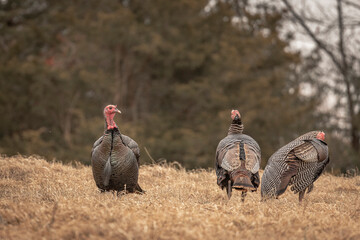 Wild Turkeys in a field