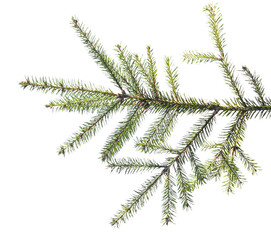 Spruce branch on white background isolate