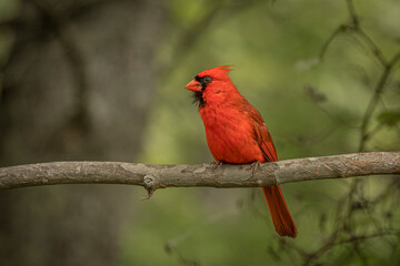 Male Northern Cardinal perched on a tree branch