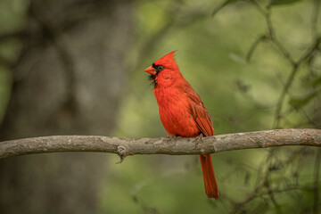 Male Northern Cardinal perched on a tree branch