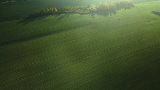 Agricultural crops. Field with green sprouts. Winter culture. Shot in backlit sunlight. Aerial photography.