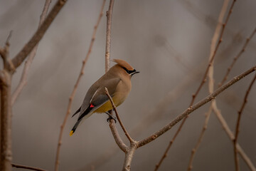 Cedar Waxwing perched on a branch