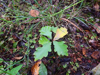 young oak tree sprung up from an acorn