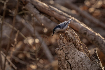 White-breasted Nuthatch on a tree stump