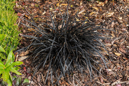 Ophiopogon planiscapus 'Nigrescens' a spring summer evergreen black grass like flowering plant with a purple summertime flower commonly known as Black Dragon, stock photo image