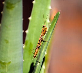 brown mantis religiosa in prayer pose on an aloe leaf