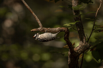 Downy Woodpecker looks for grubs 