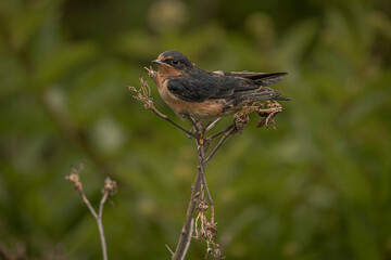 Barn Swallow on a dead flower