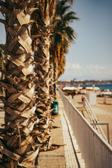 beach with palm trees
