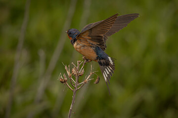 Barn Swallow on a dead flower