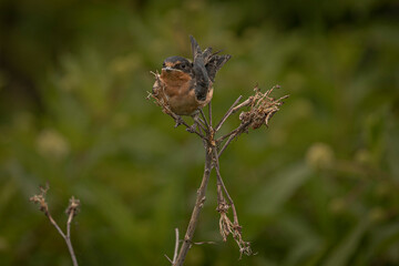Barn Swallow on a dead flower