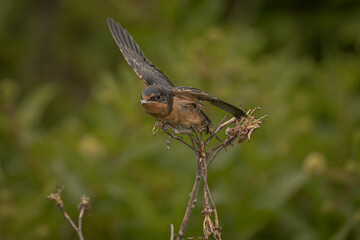 Barn Swallow on a dead flower