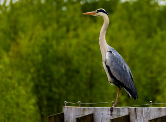great blue heron