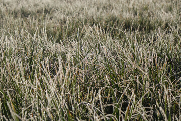 Winter frosty background. Frost turns into water droplets. Concept of nature in detail at end of autumn. First frosts. Green wild grass covered with dew and frost, top view. Sun illuminates field.