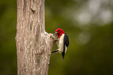 Red-headed Woodpecker looking for grubs