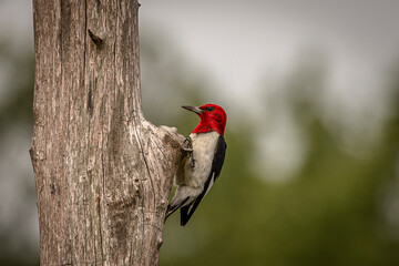 Red-headed Woodpecker looking for grubs