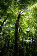 Giant fern in Amboro national park, Bolivia. 