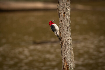 Red-headed Woodpecker looking for grubs