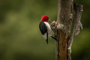 Red-headed Woodpecker searches for grubs