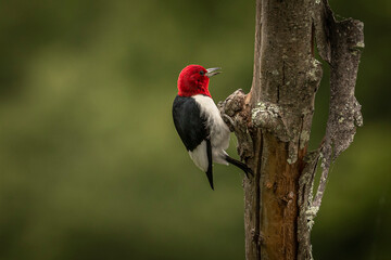 Red-headed Woodpecker searches for grubs