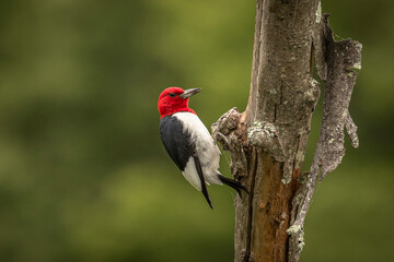 Red-headed Woodpecker searches for grubs