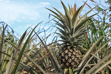 Fototapeta premium Pineapple that bears fruit is too small. Fertilizers may be needed to add more nutrients and care.