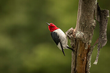 Red-headed Woodpecker searches for grubs