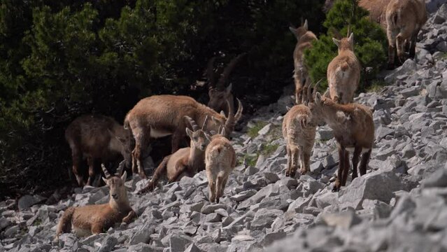 Group of Alpine ibex (Capra Ibex) on the Italian Alps - Static