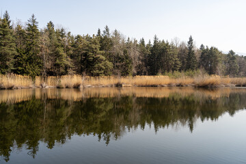 Fototapeta na wymiar Lake in the Forest