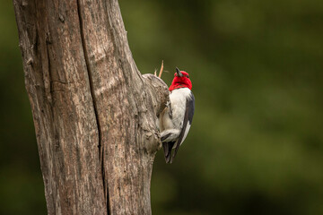 Red-headed Woodpecker searches for grubs