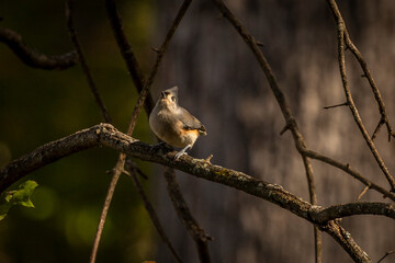 Tufted Titmouse on a tree branch