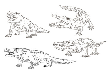 Vector image of a crocodile. Black and white drawing, coloring book for children. Crocodile emblem.