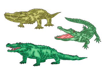 Vector image of a crocodile. Color drawing, crocodile icon.