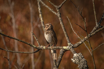 White-throated Sparrow perched on a tree branch