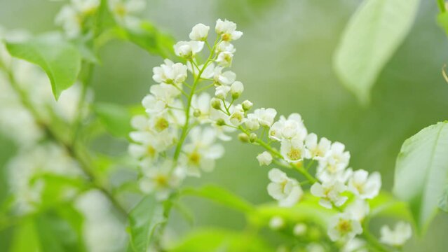 Fragrant white flowers in pendulous long clusters, racemes in spring. Hagberry tree or prunus padus. Slow motion.