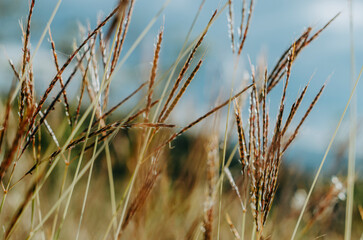 Wild plant in the wind close up