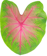 heart shape leaf