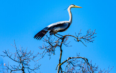 heron on a tree