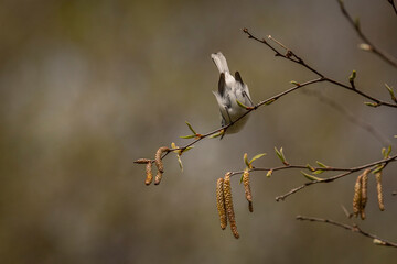 Blue-gray Gnatcatcher perched on a tree branch