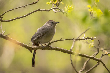 Gray Catbird perched on a tree branch