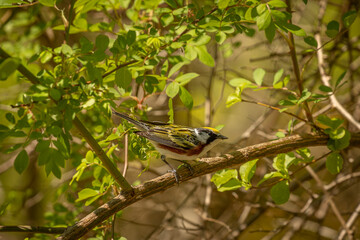 Chestnut-sided Warbler perched on a tree branch