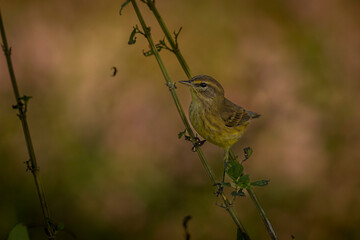 Palm Warbler perched on a tree branch
