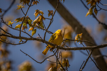 Yellow Warbler perched on a tree branch