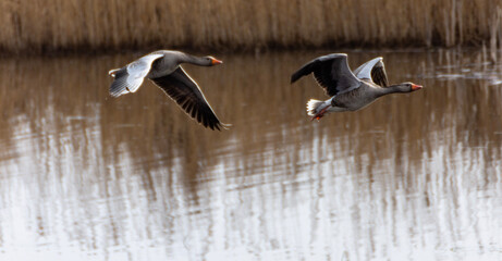 great crested grebe