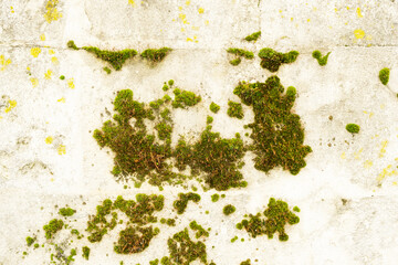 White brick wall with green moss and mold. Old house