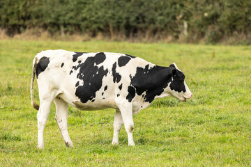 black and white cows grazing on fresh farmland