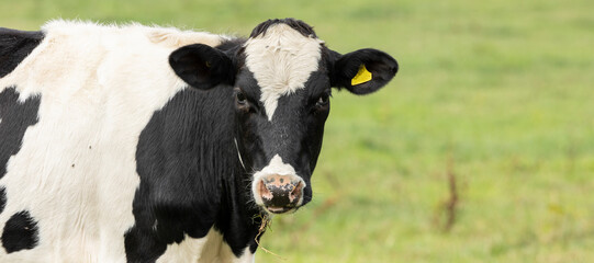 Close up portrait of the head of a Friesian Cow