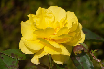 Yellow rose in a garden - 538051754