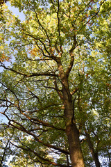 Forêt en automne avec feuilles et fougères